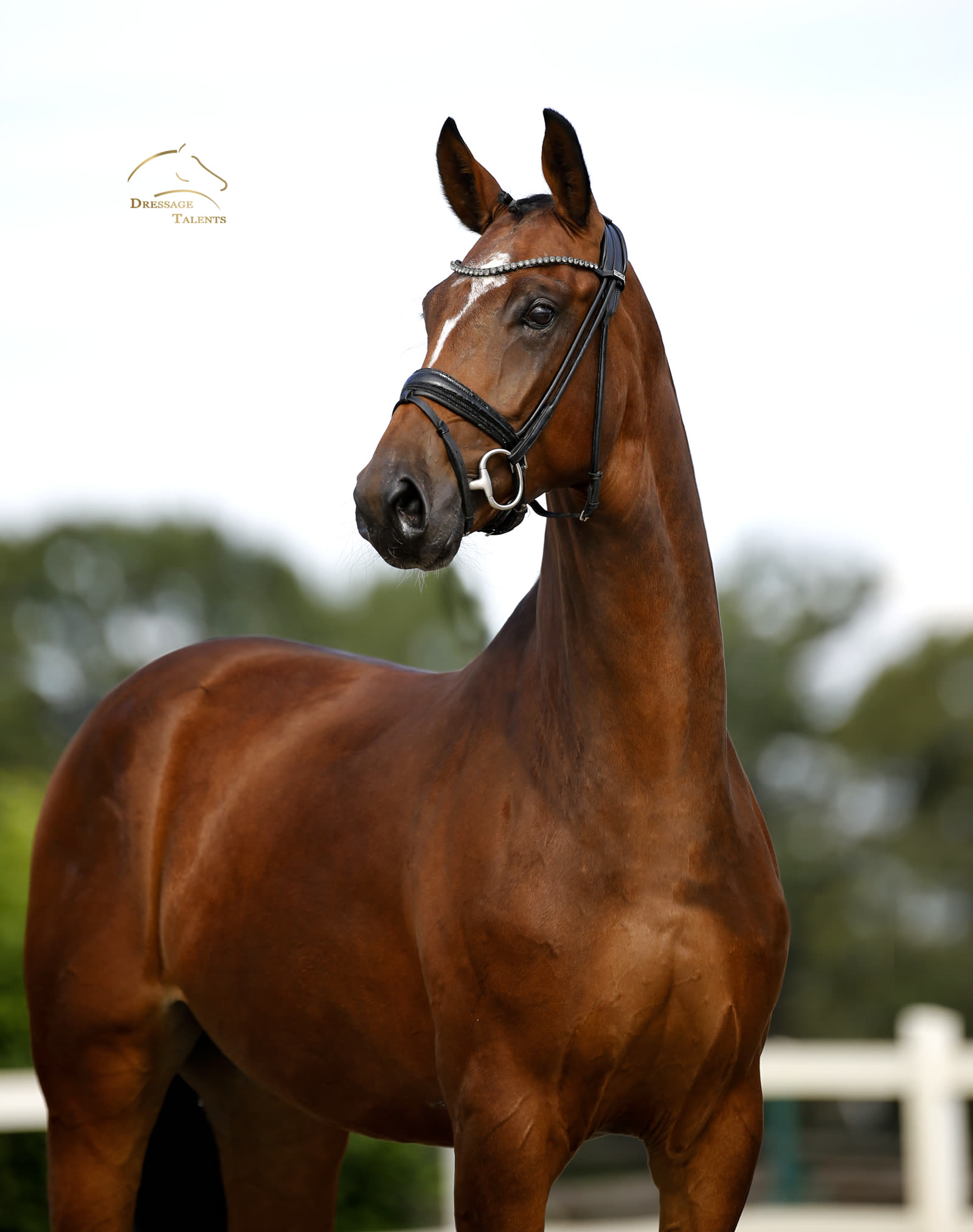 Dressage Talents – Fotografie – Pferde Geneva