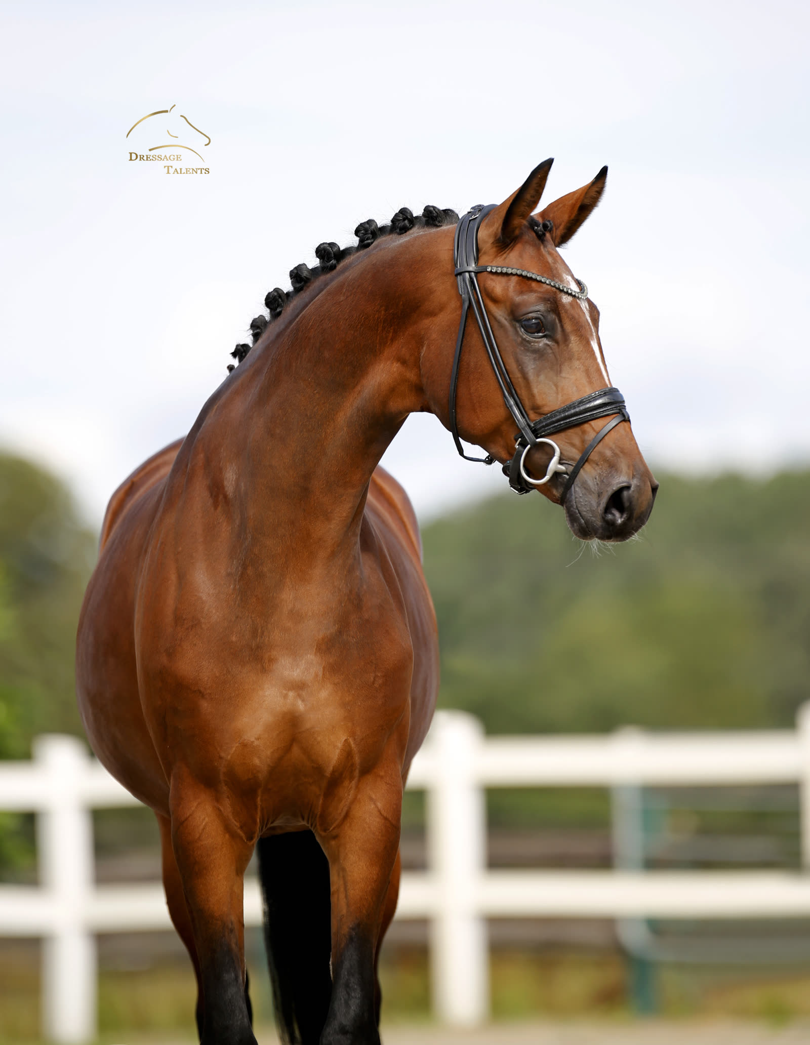 Dressurtalente - Fotografie - Pferd Geneva