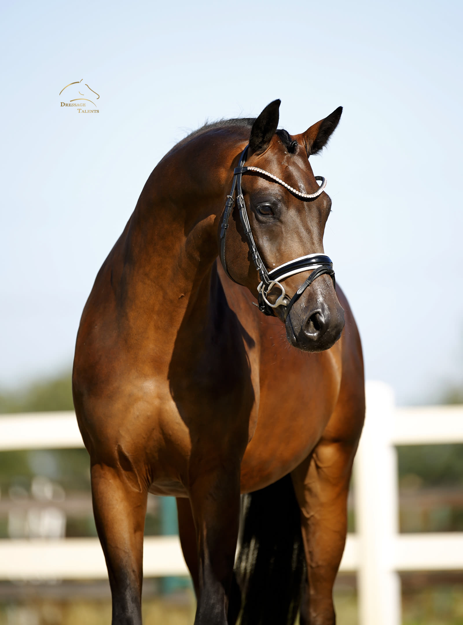 Dressage Talents – Fotografie – Pferde Me & You