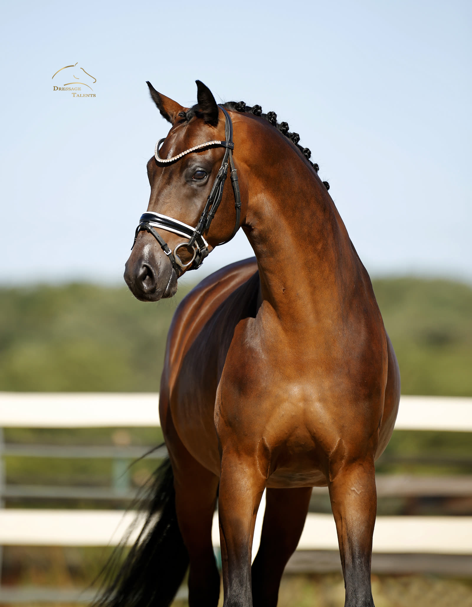 Dressurtalente - Fotografie - Pferd Me & You