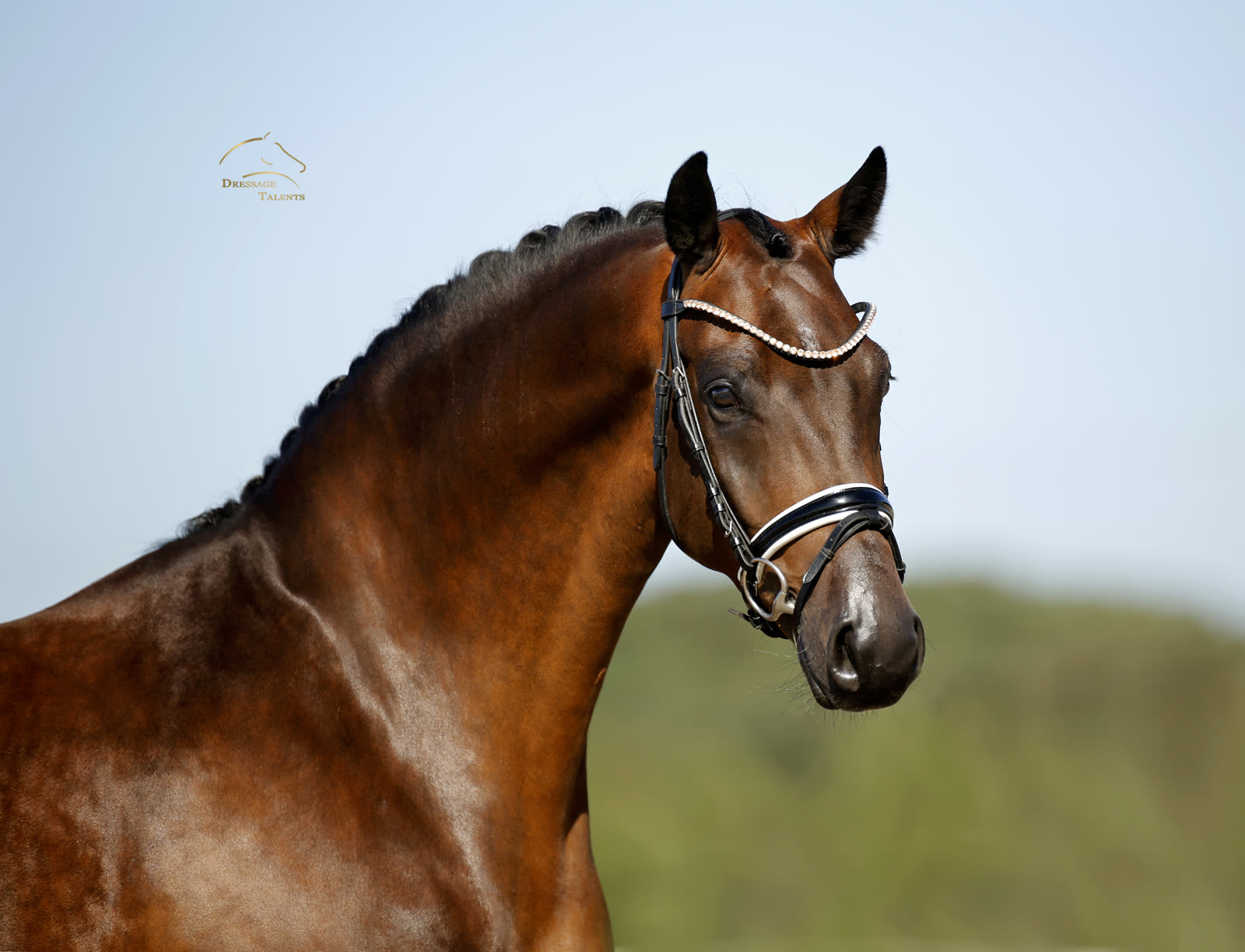 Dressurtalente - Fotografie - Pferd Me & You