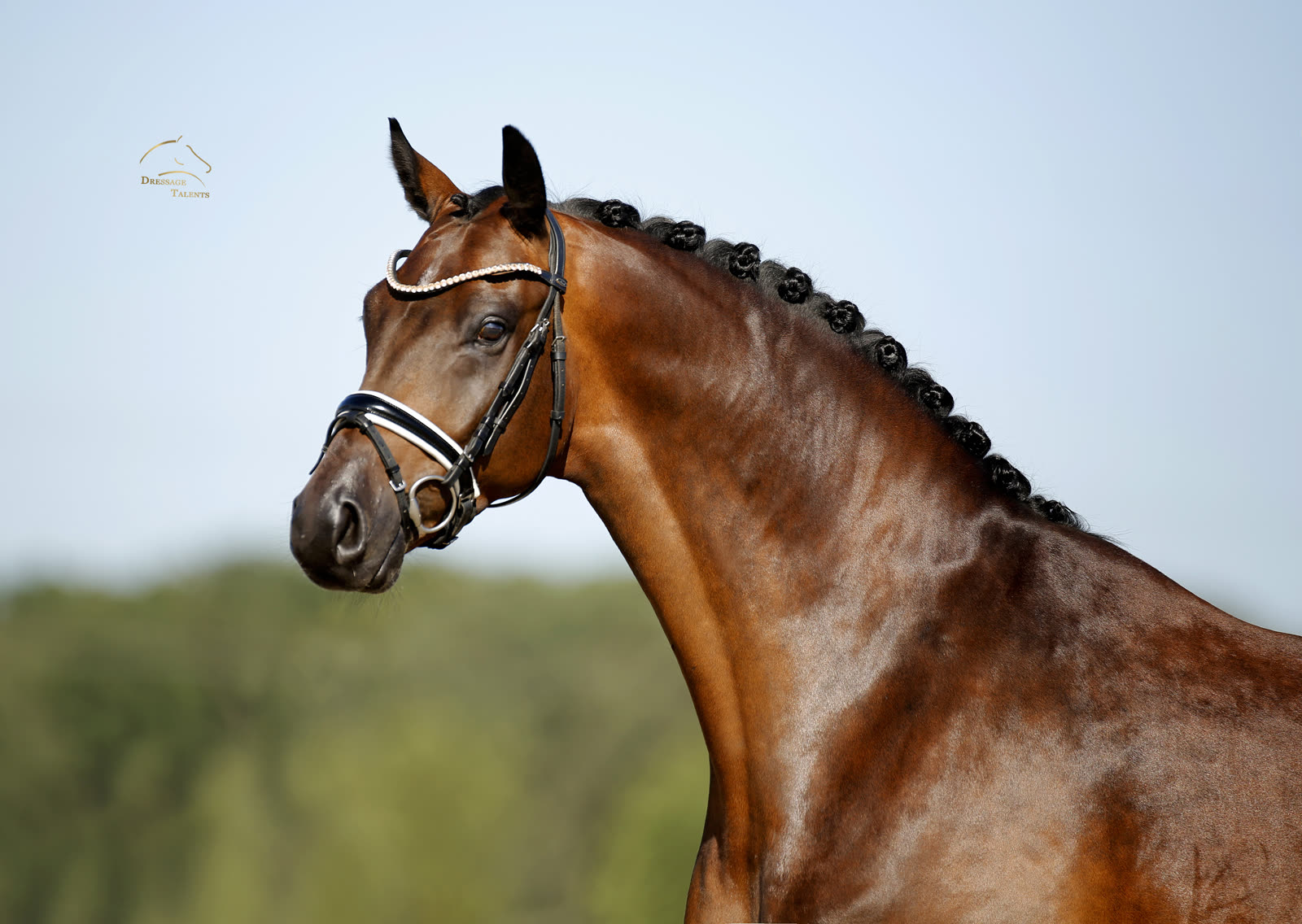 Dressurtalente - Fotografie - Pferd Me & You
