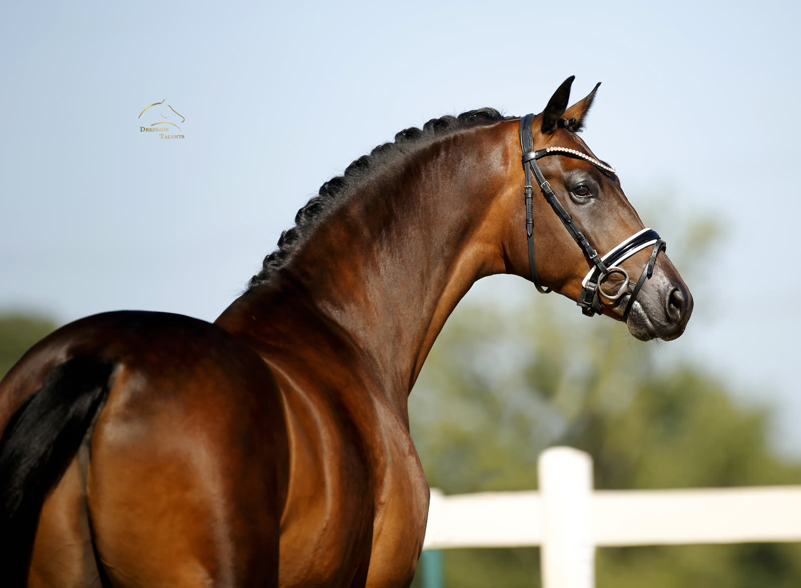Dressurtalente - Fotografie - Pferd Me & You