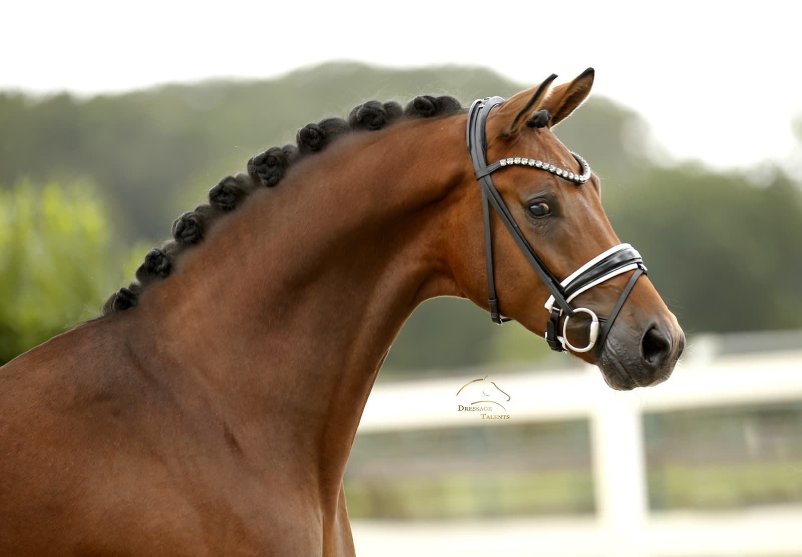 Dressage Talents – Fotografie – Pferde Valentino
