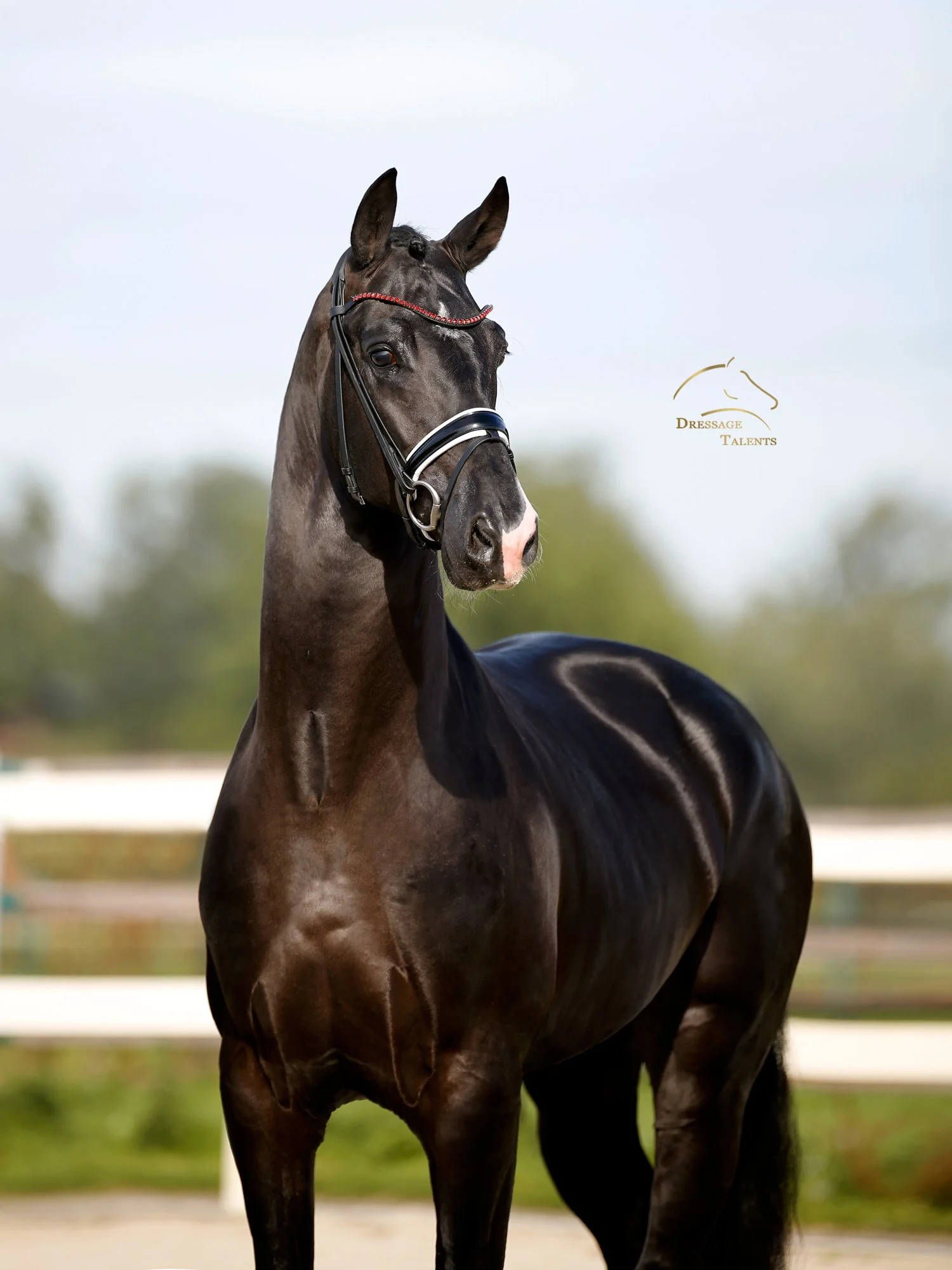 Dressage Talents – Fotografie – Pferd Valiento