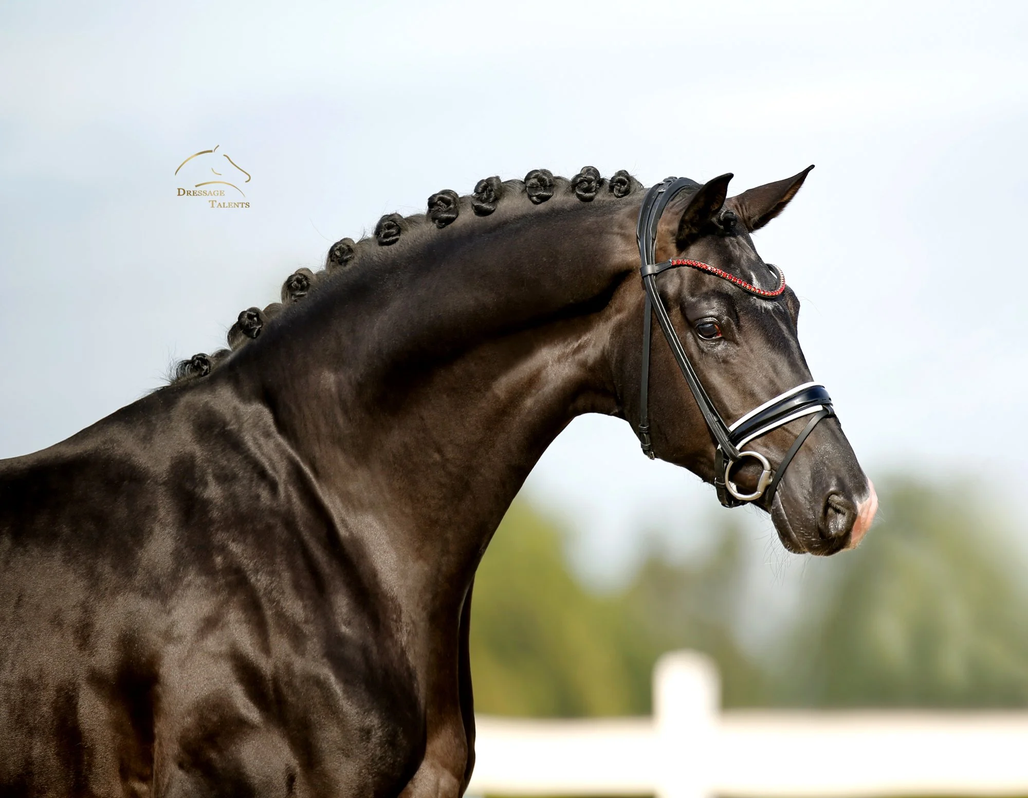 Dressurtalente - Fotografie - Pferd Valiento
