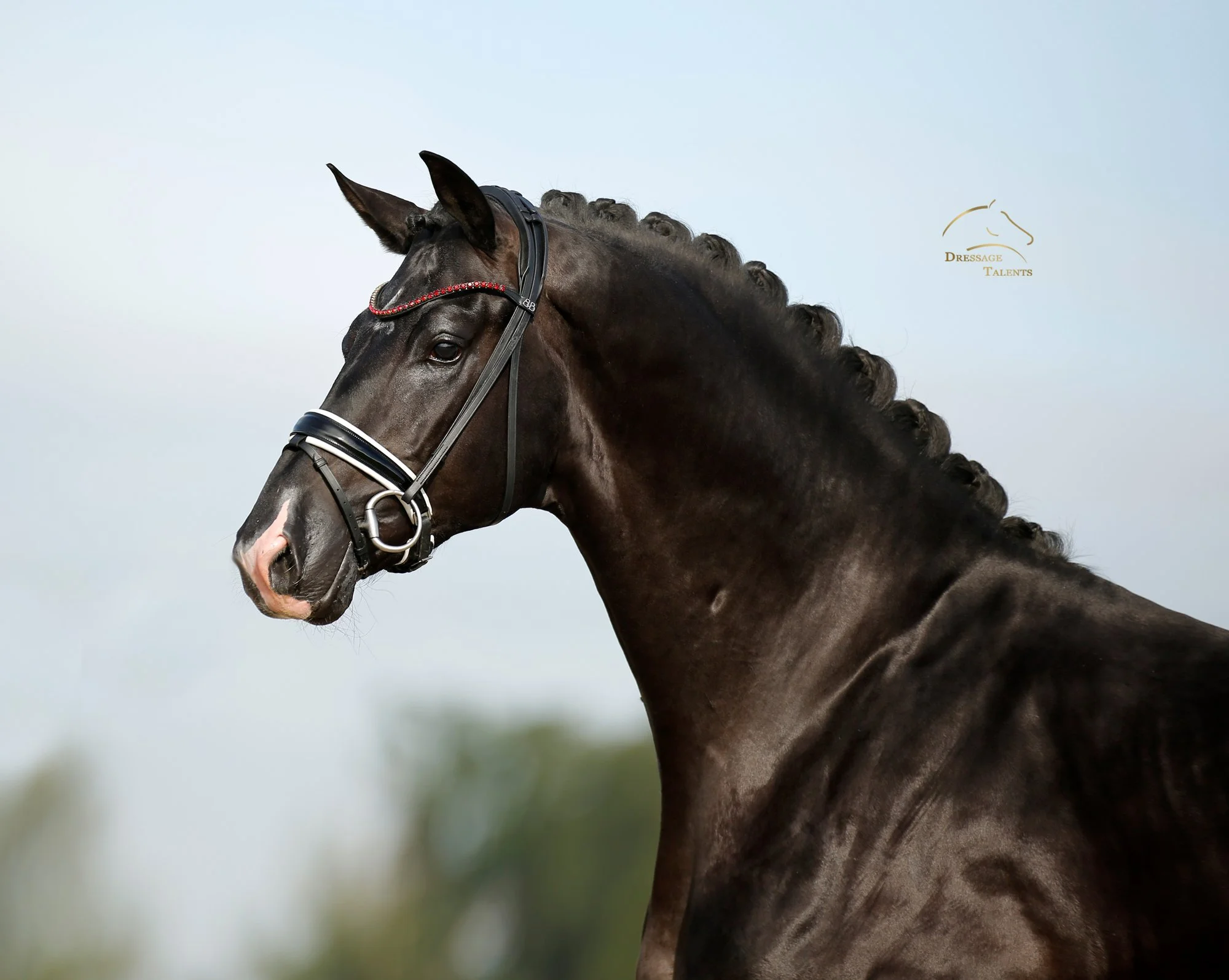 Dressurtalente - Fotografie - Pferd Valiento