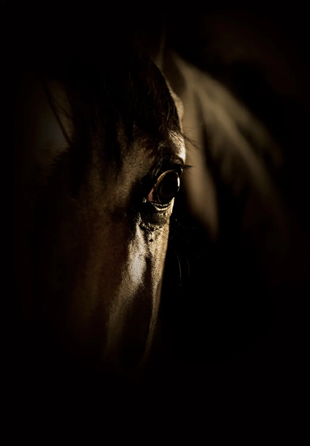 Dressage Talents - photography - horses