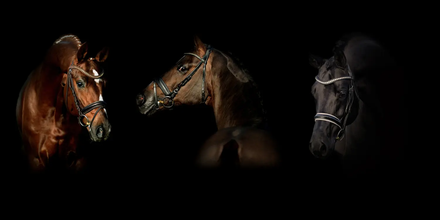 Dressage Talents - photography - horses
