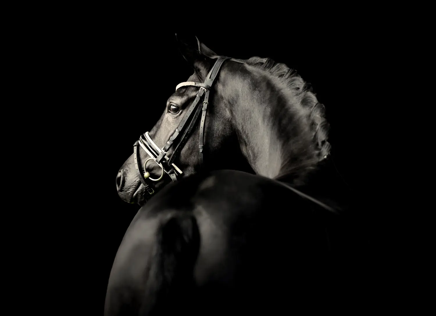Dressage Talents - photography - horses