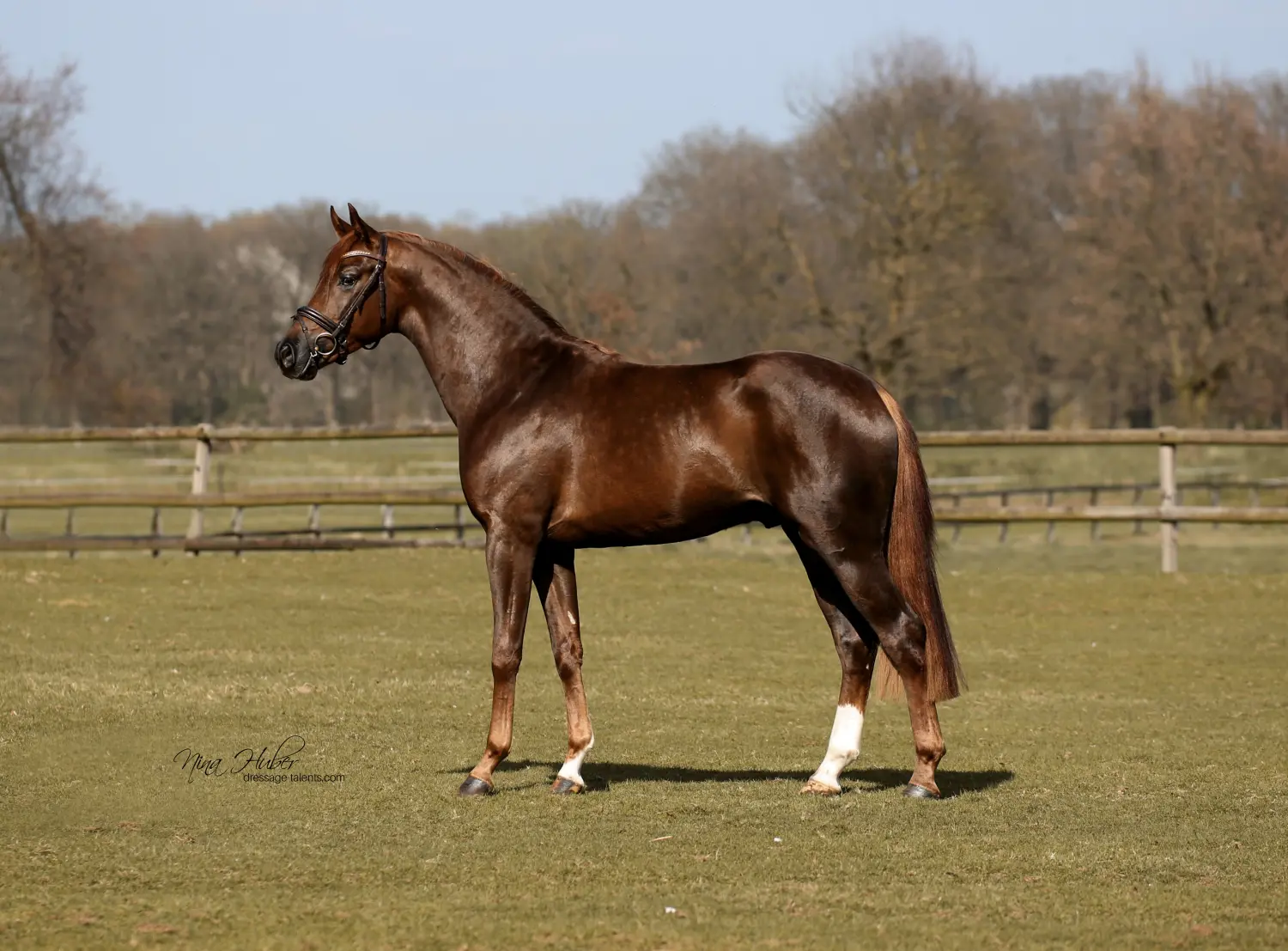 Dressage Talents - photography - horses