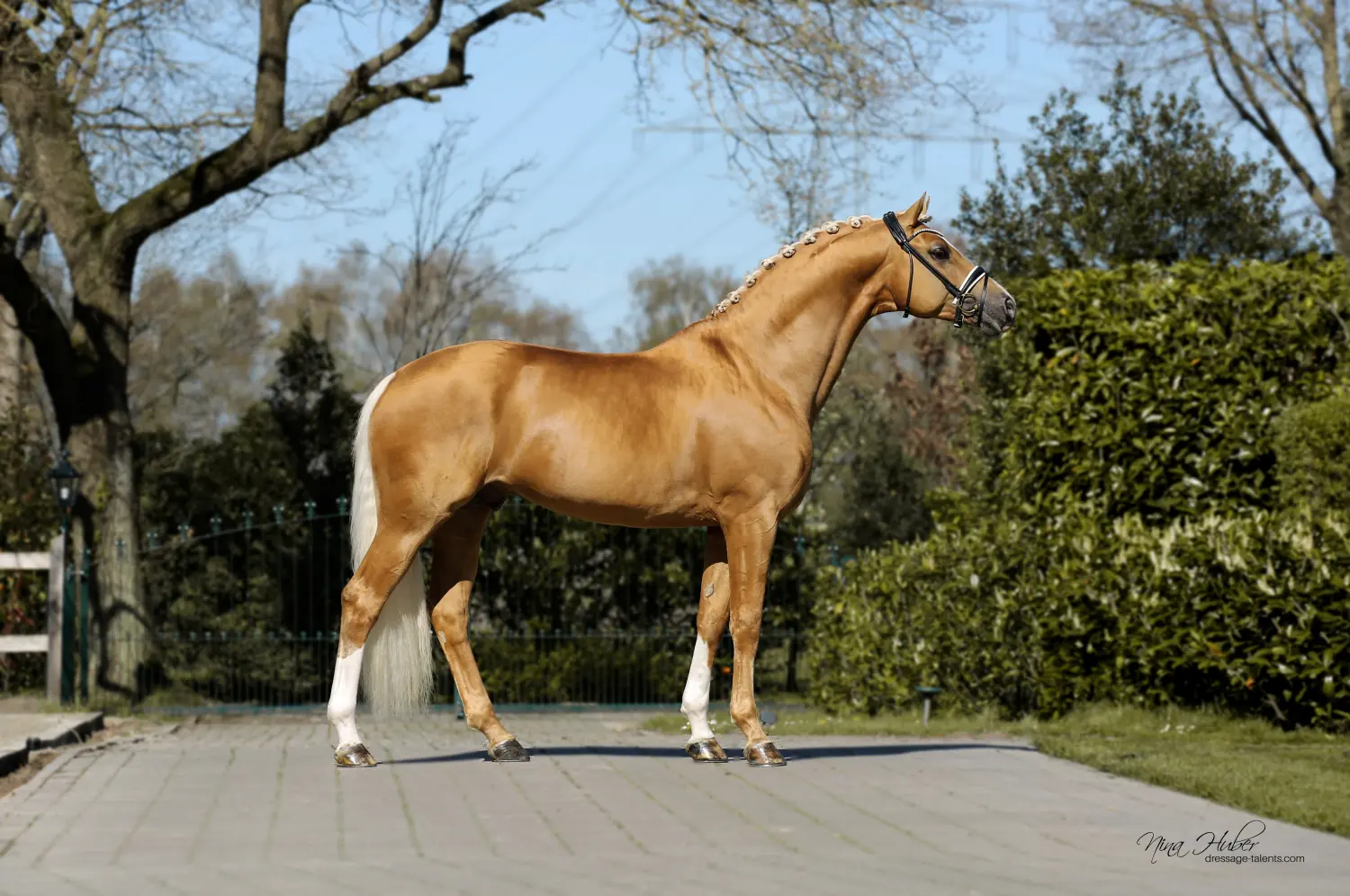 Dressage Talents - photography - horses