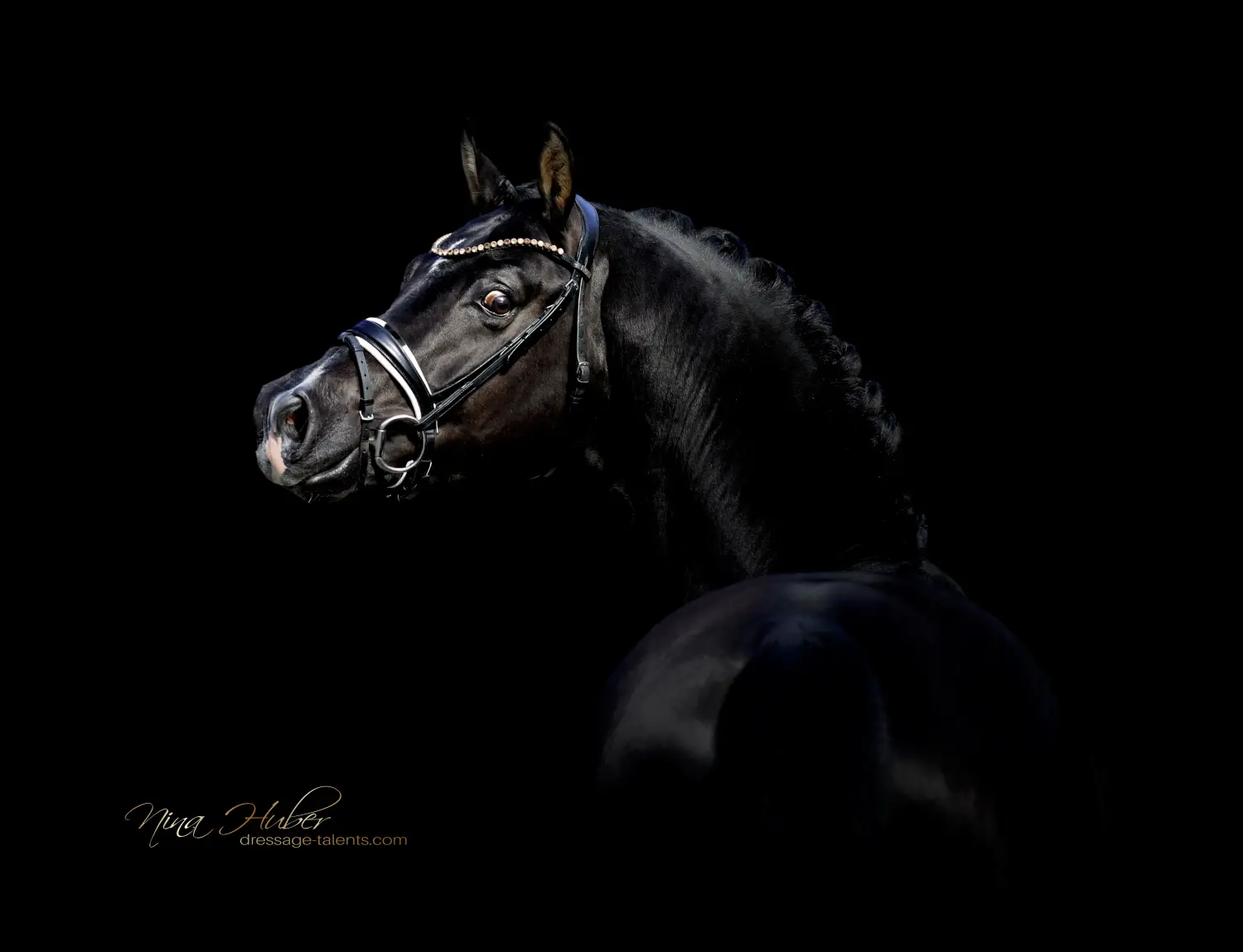 Dressage Talents - photography - horses