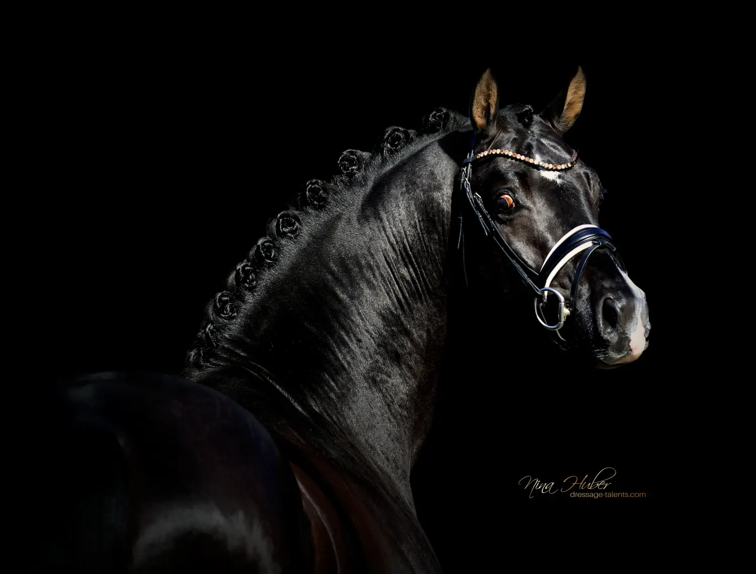 Dressage Talents - photography - horses