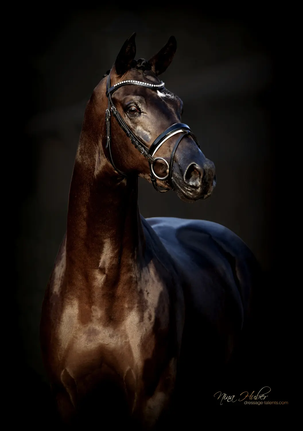 Dressage Talents - photography - horses