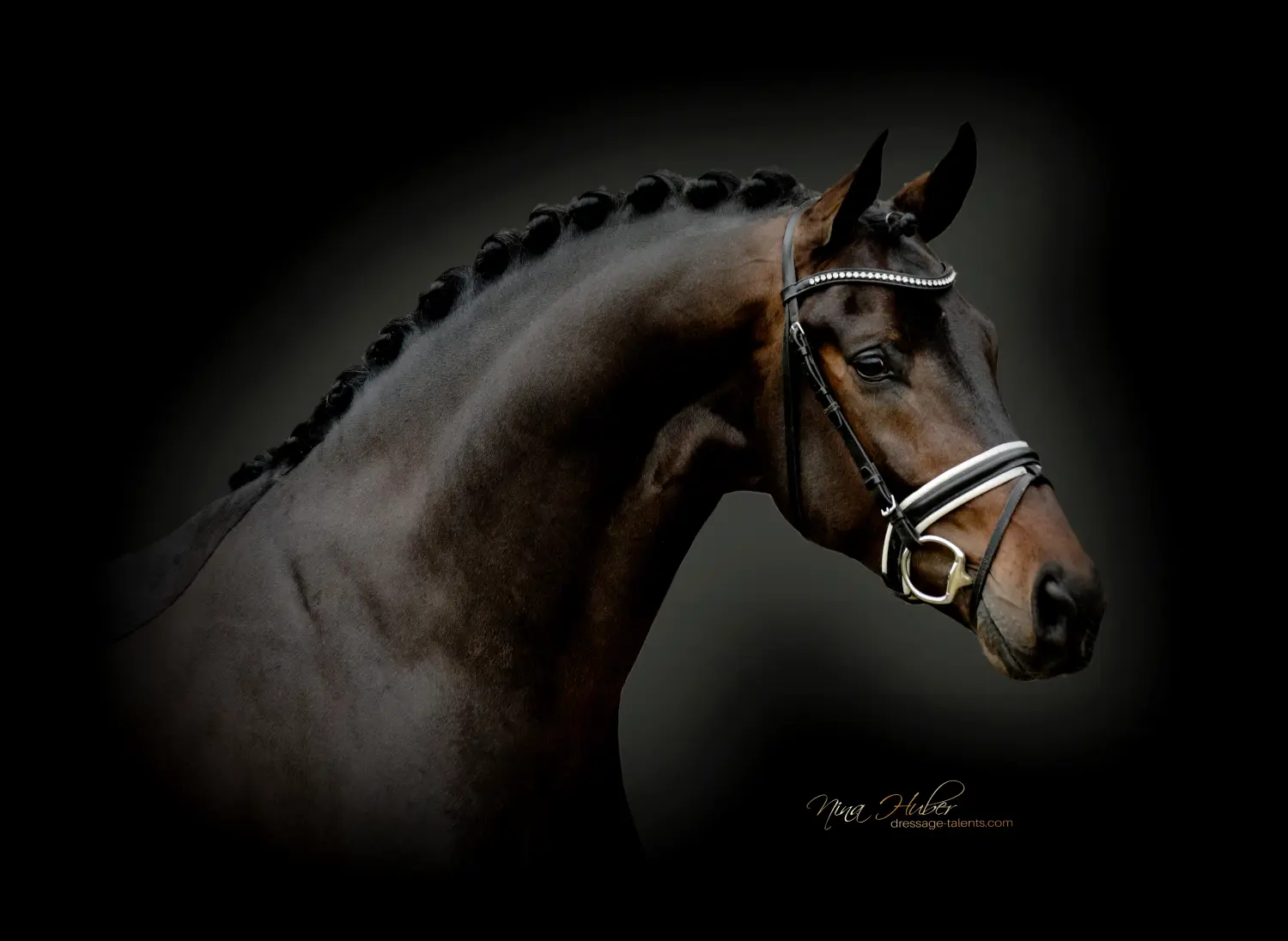Dressage Talents - photography - horses