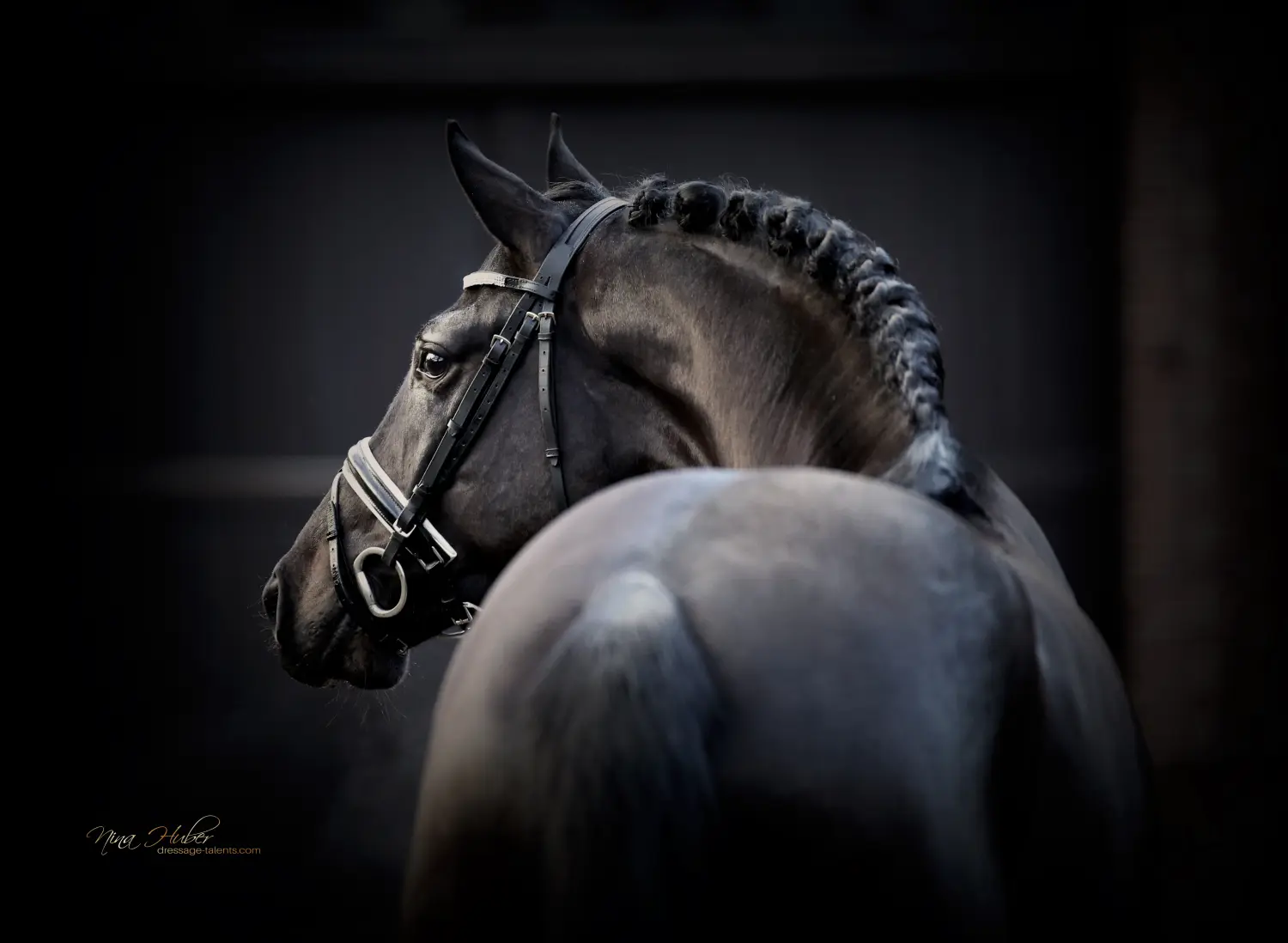 Dressage Talents - photography - horses