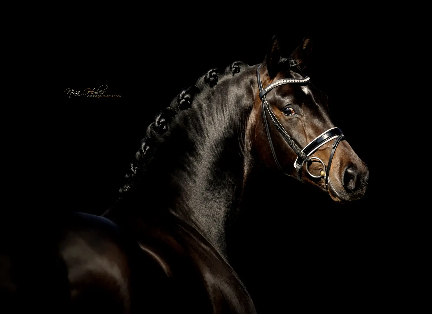 Dressage Talents - photography - horses