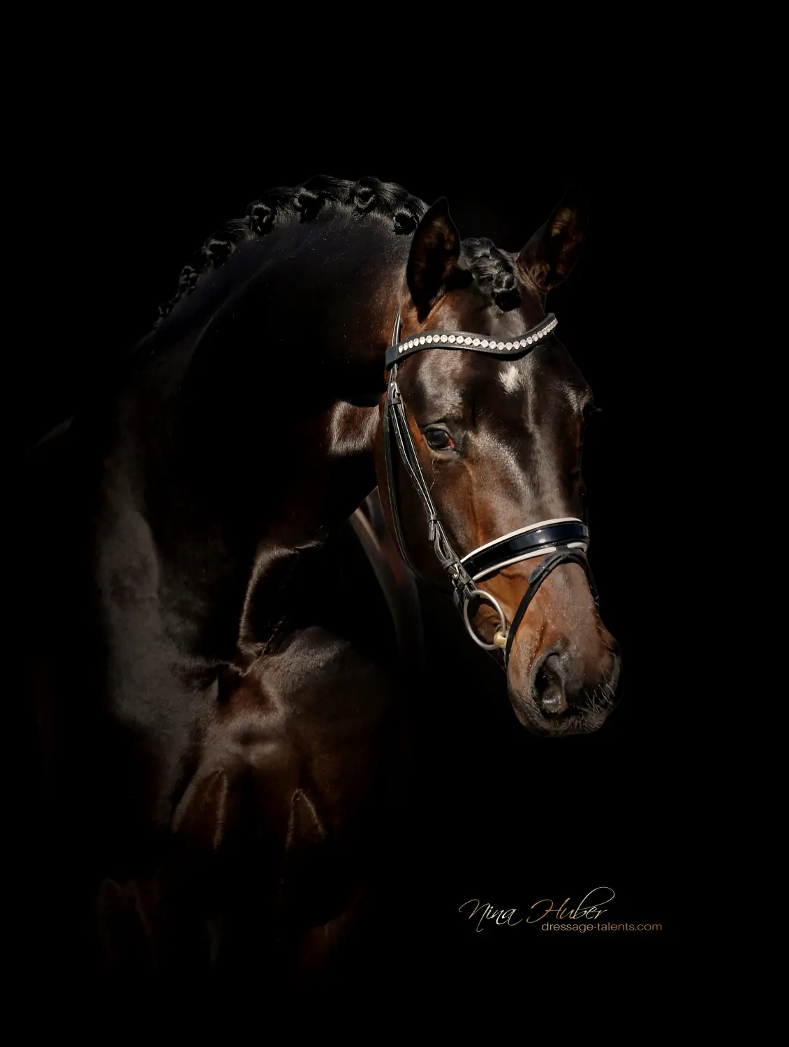 Dressage Talents - photography - horses