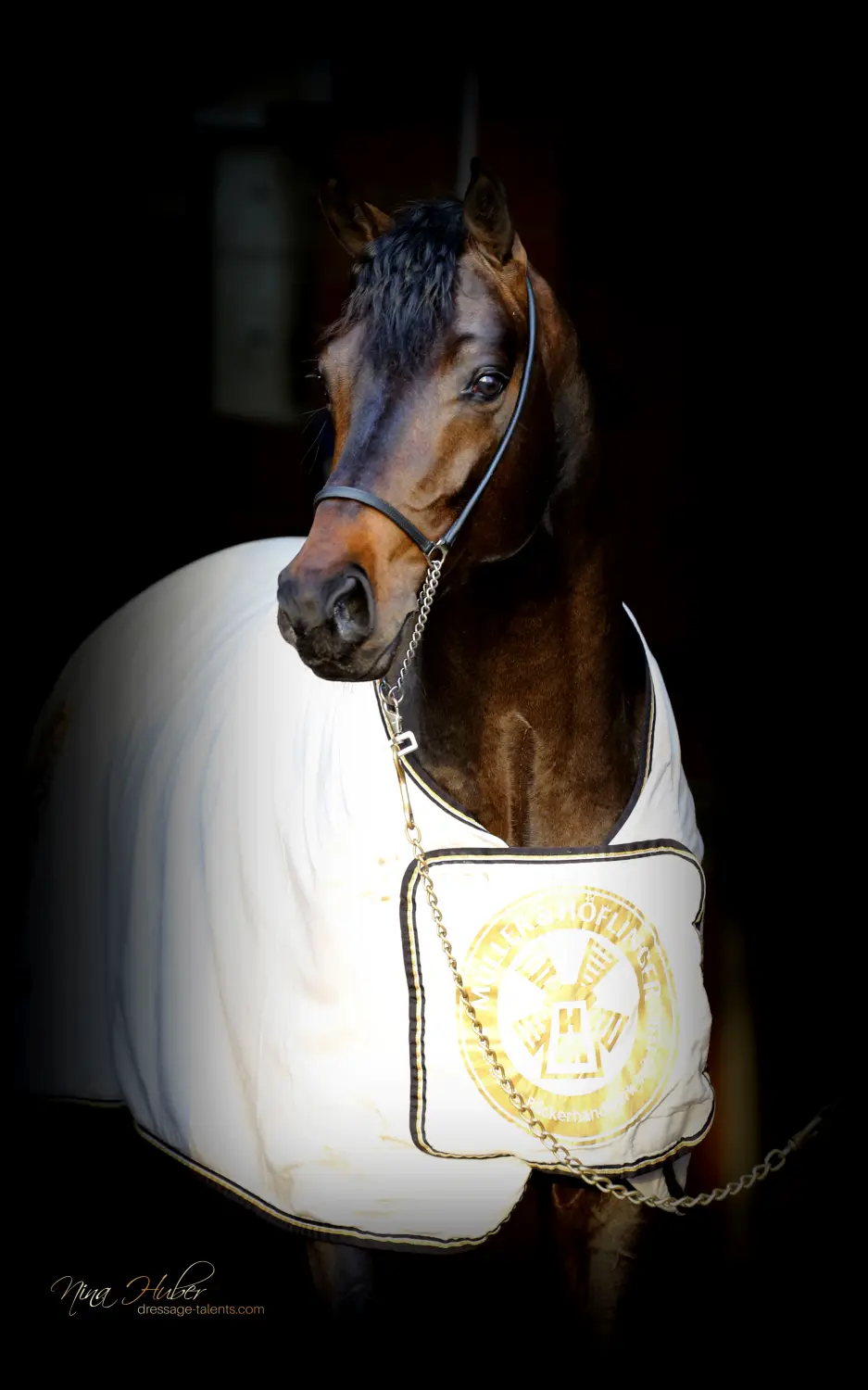 Dressage Talents - photography - horses