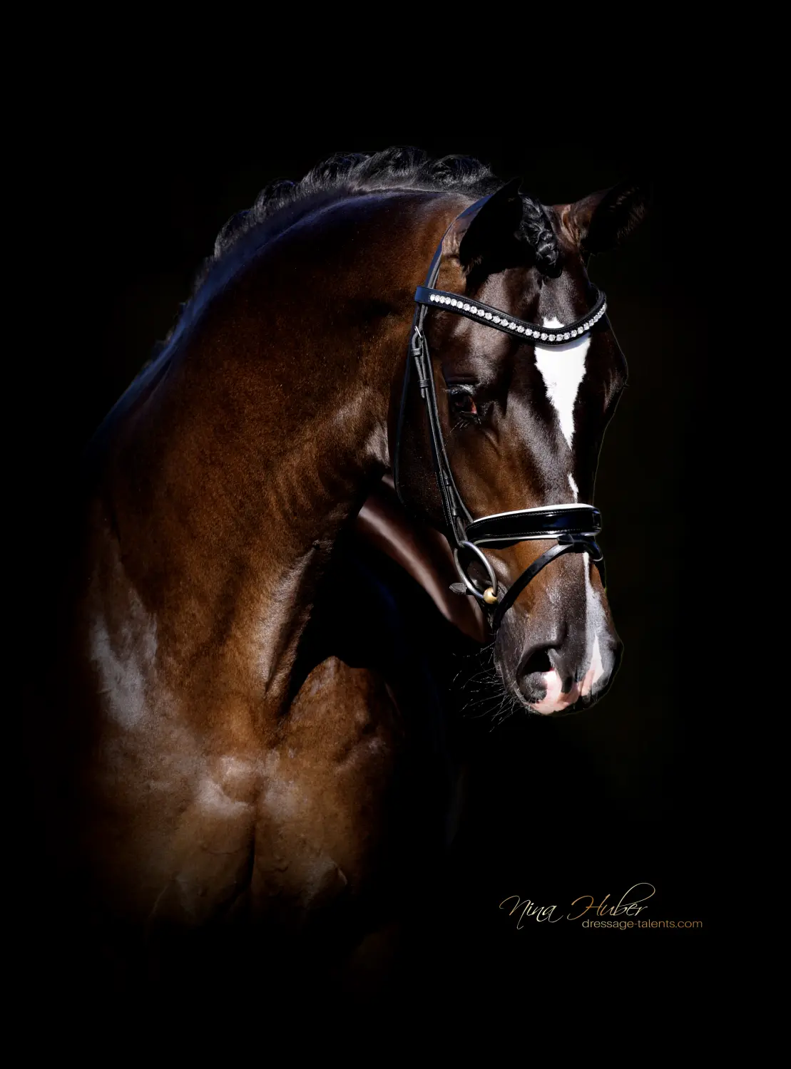 Dressage Talents - photography - horses