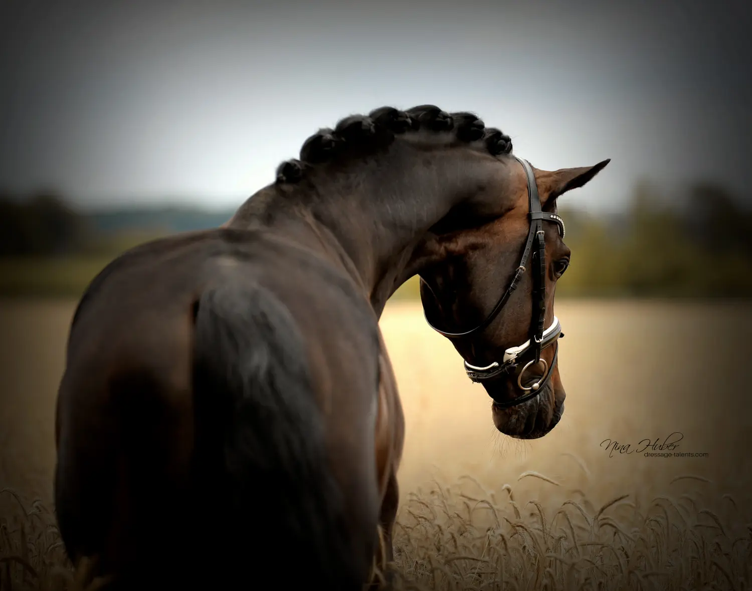 Dressage Talents - photography - horses