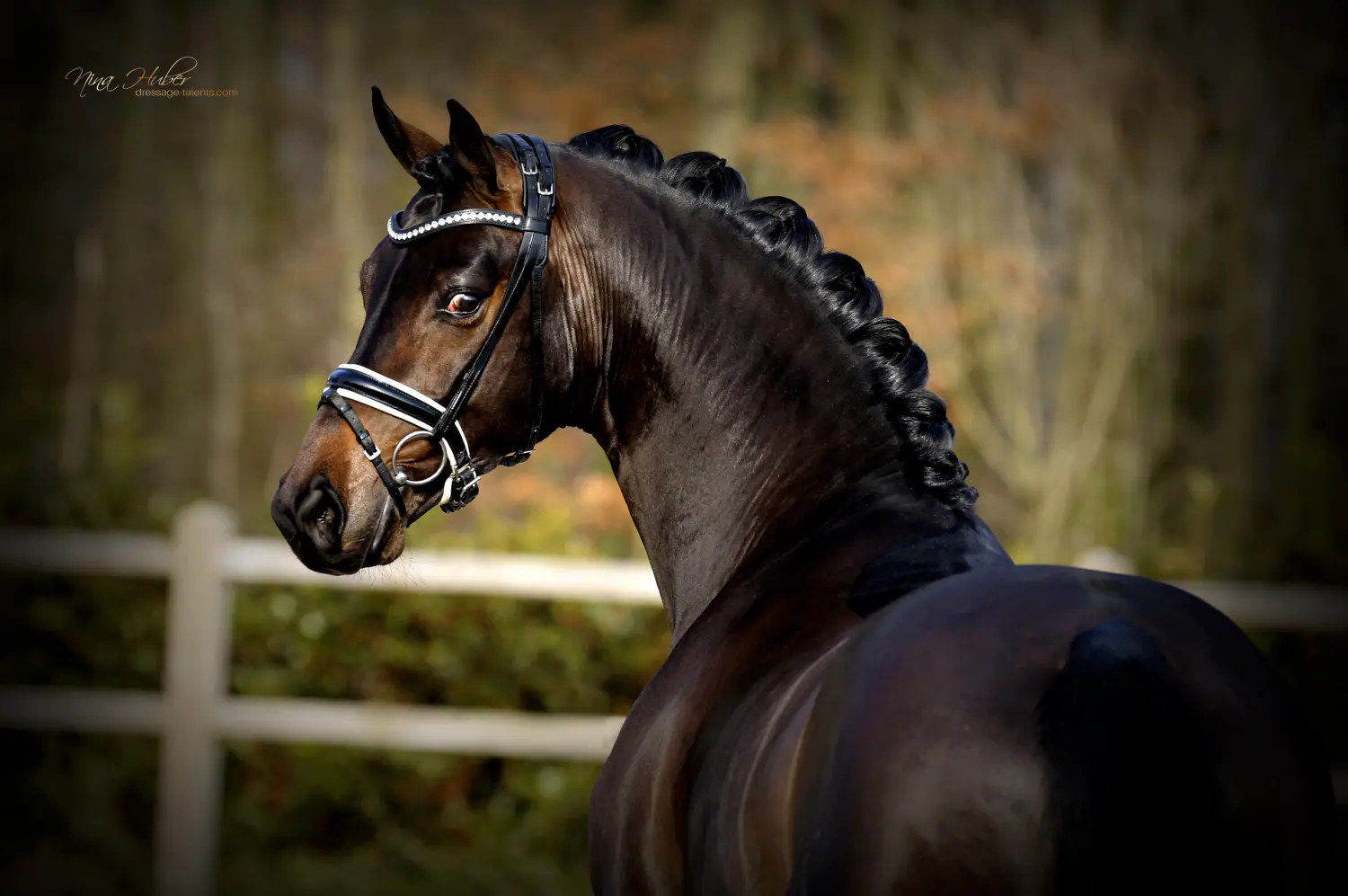 Dressage Talents - photography - horses