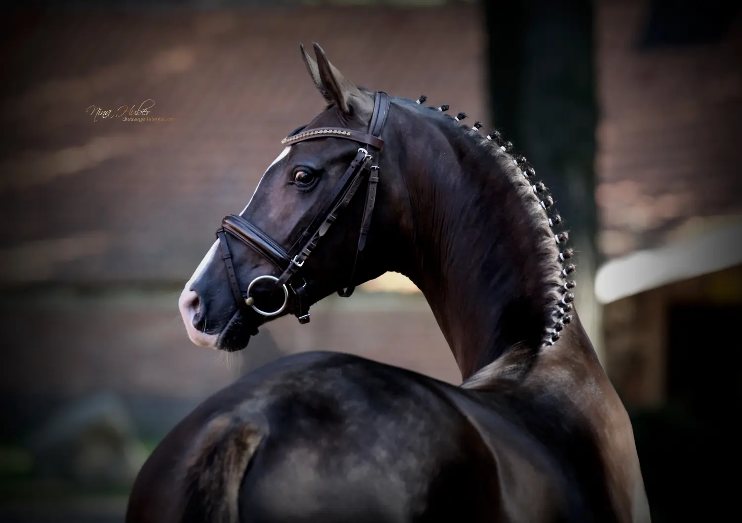 Dressage Talents - photography - horses