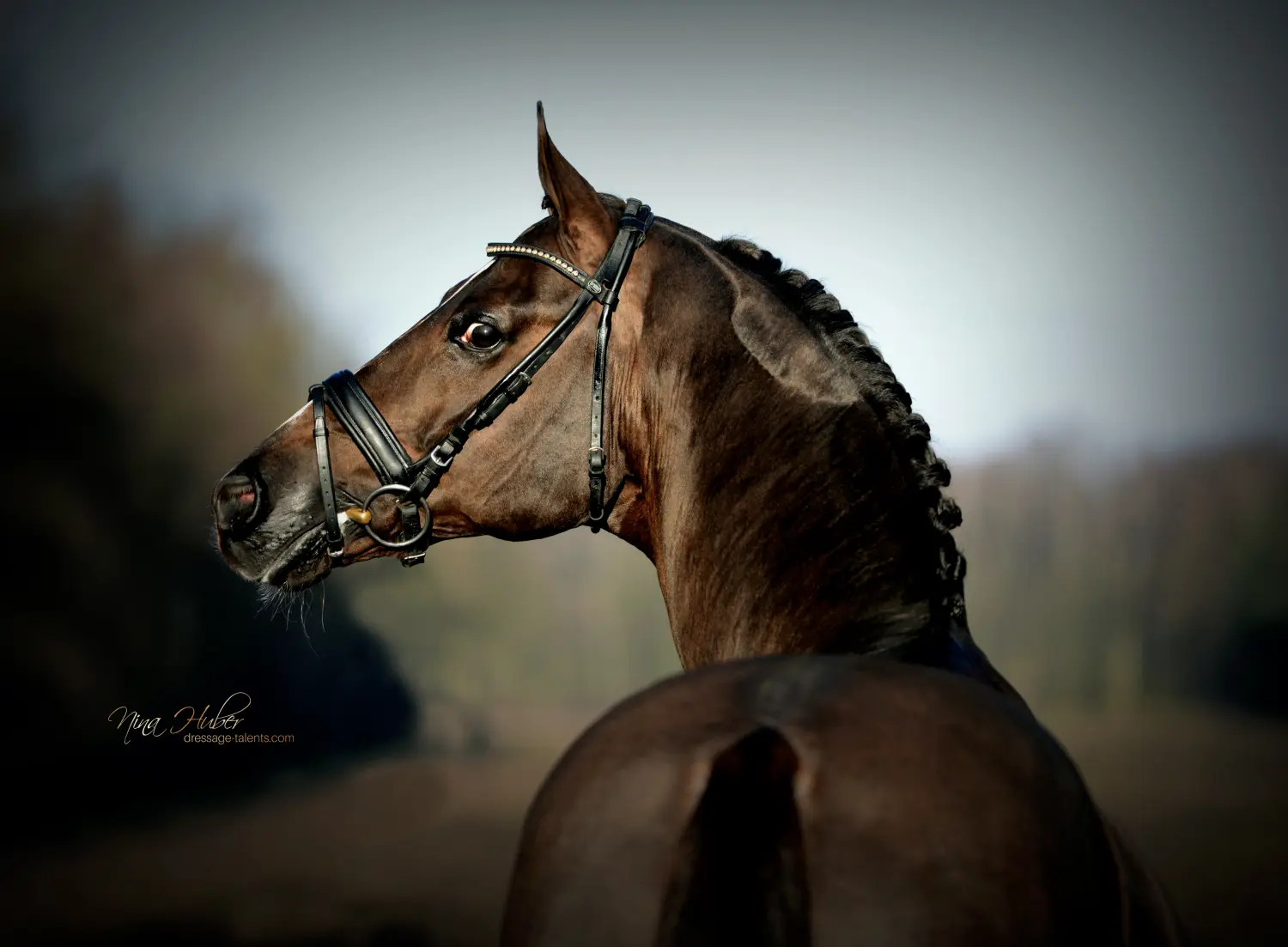 Dressage Talents -Dressage Talents - photography - horses photography - horses