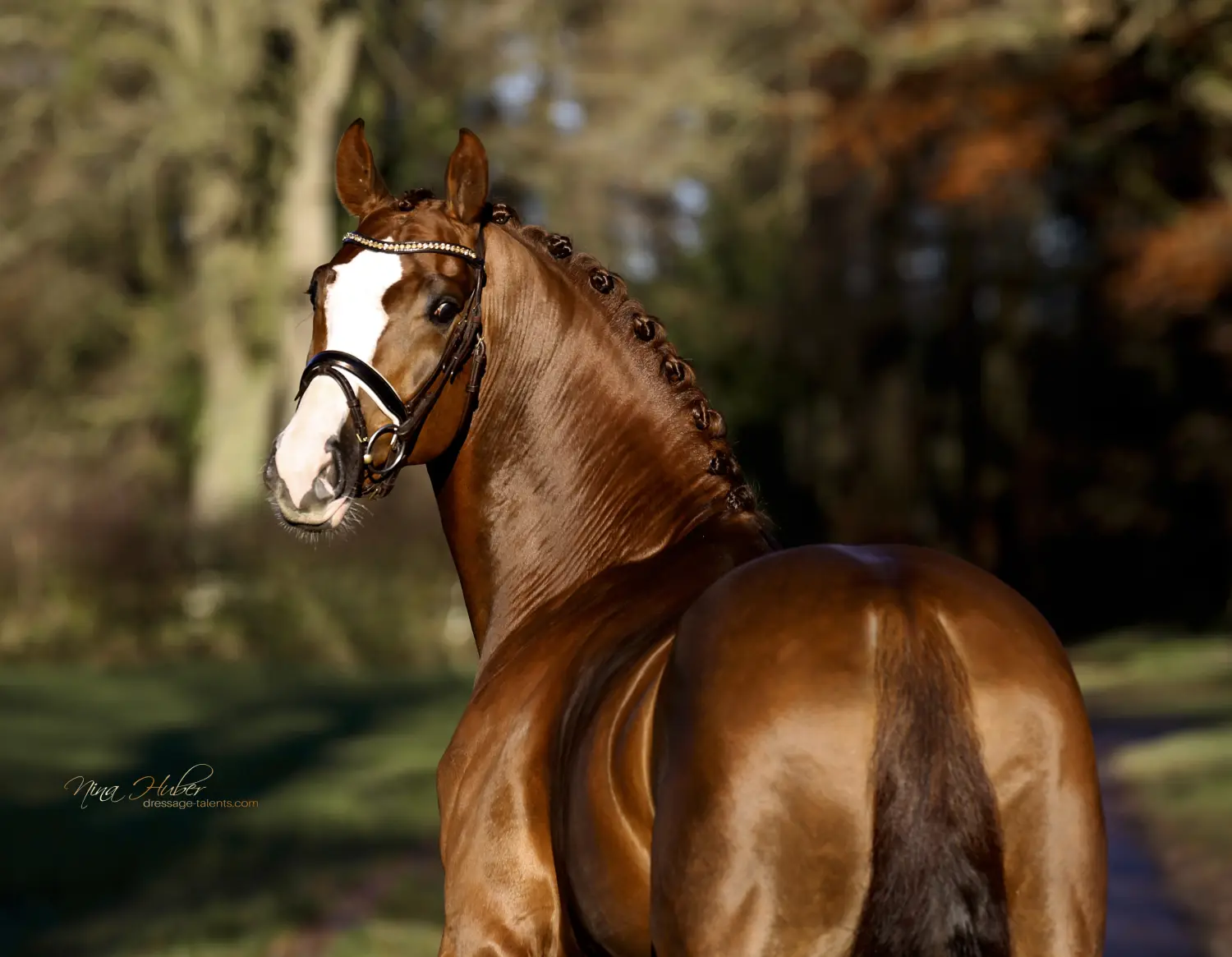 Dressage Talents - photography - horses