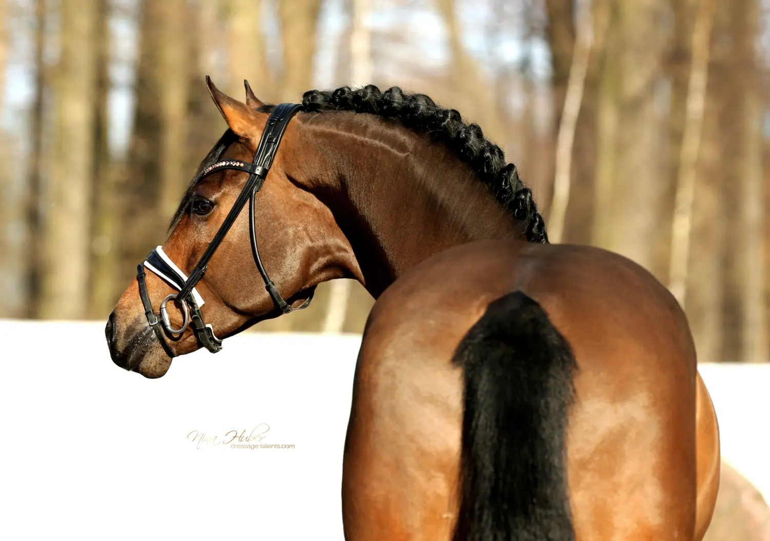 Dressage Talents - photography - horses