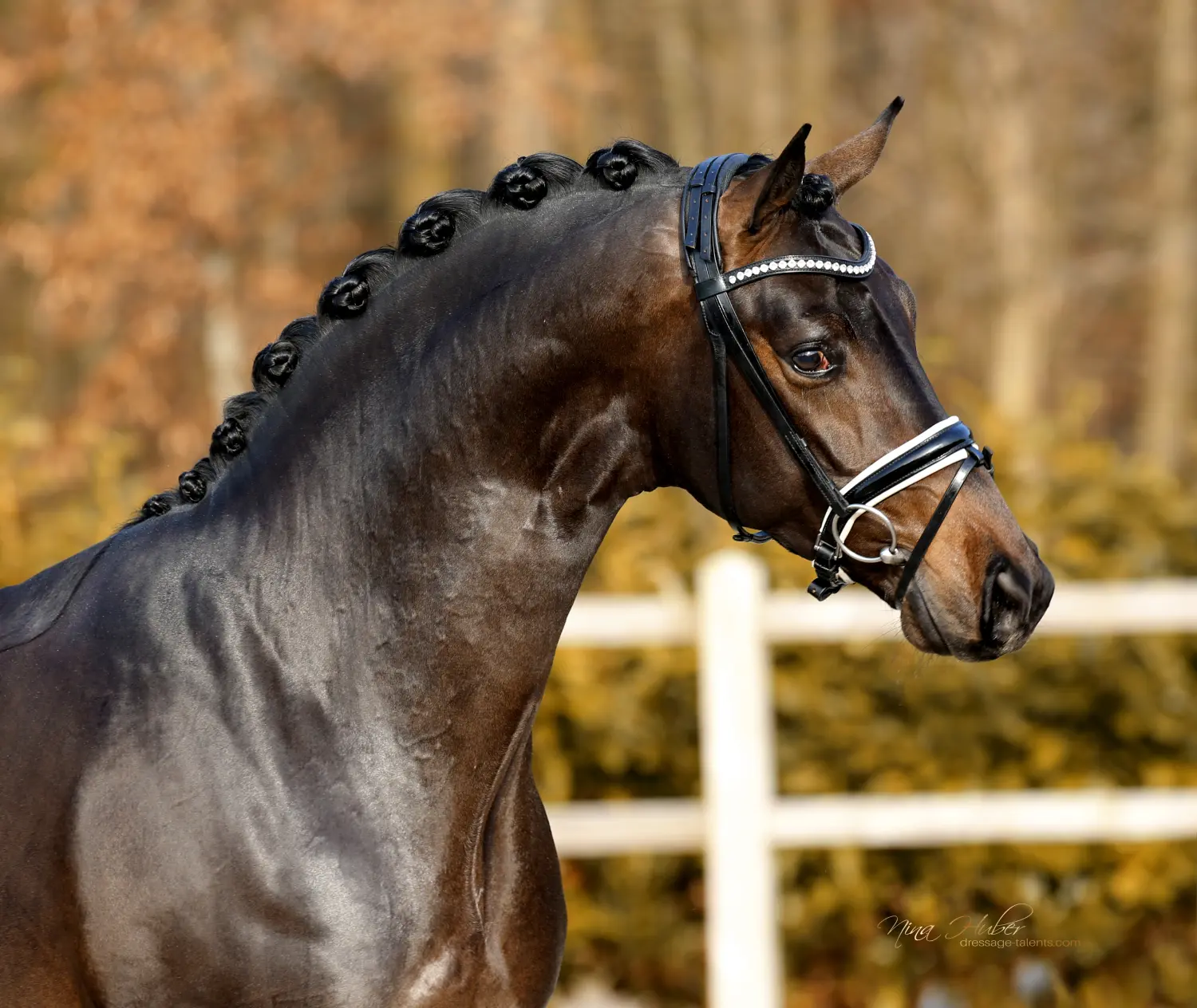 Dressage Talents - photography - horses