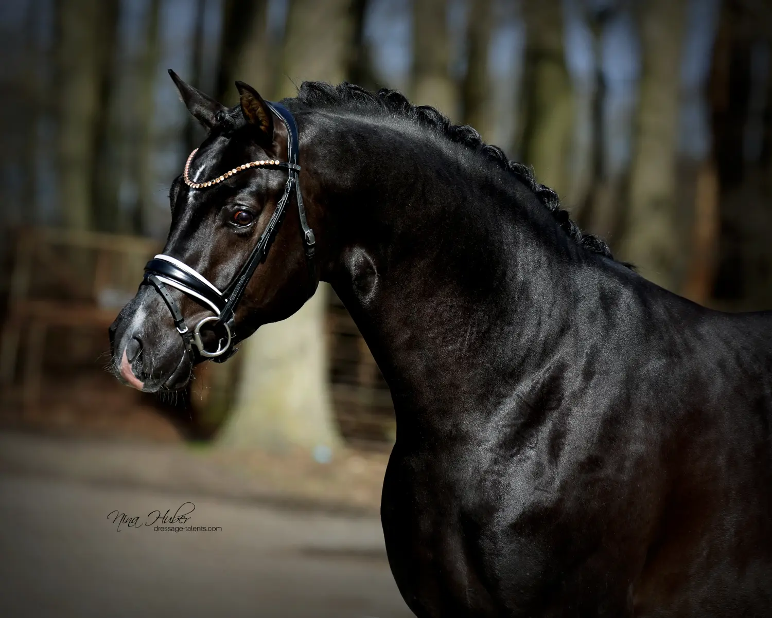 Dressage Talents - photography - horses