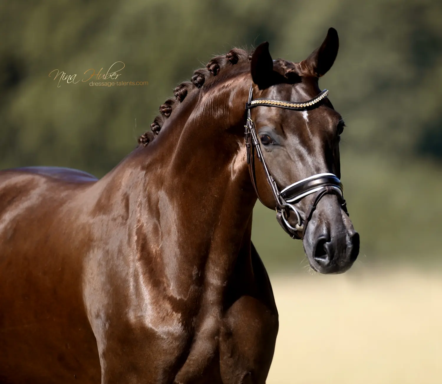 Dressage Talents - photography - horses