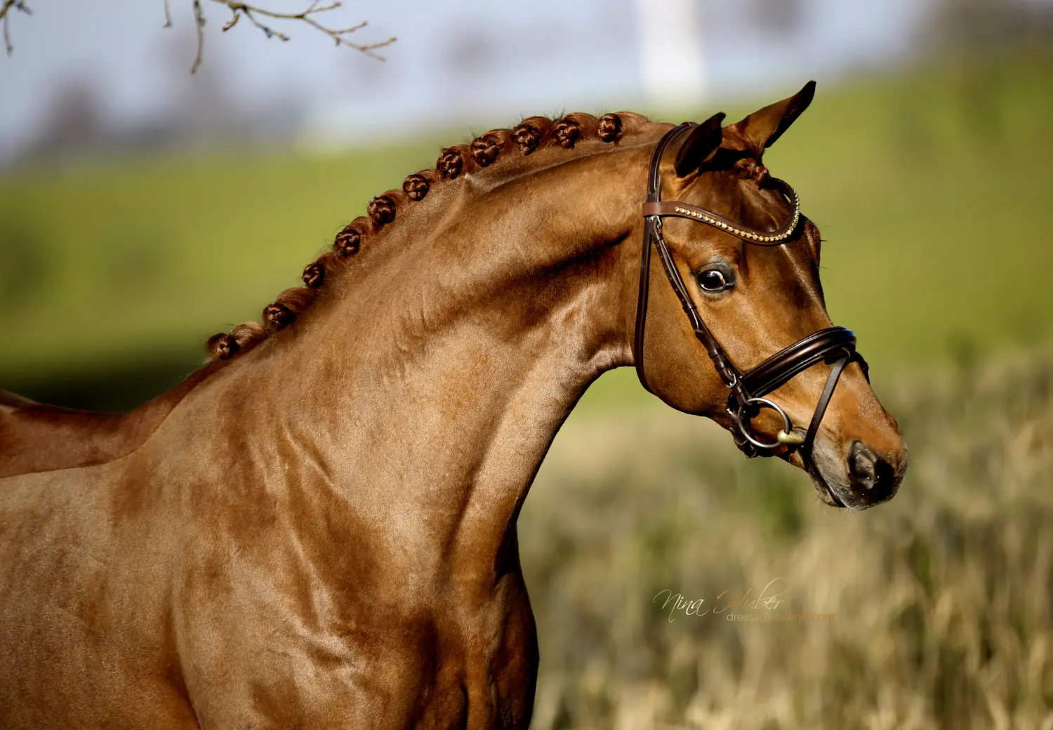 Dressage Talents - photography - horses