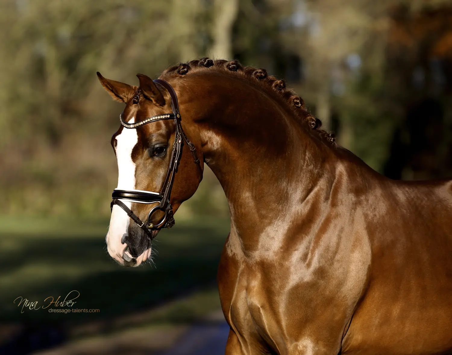 Dressage Talents - photography - horses