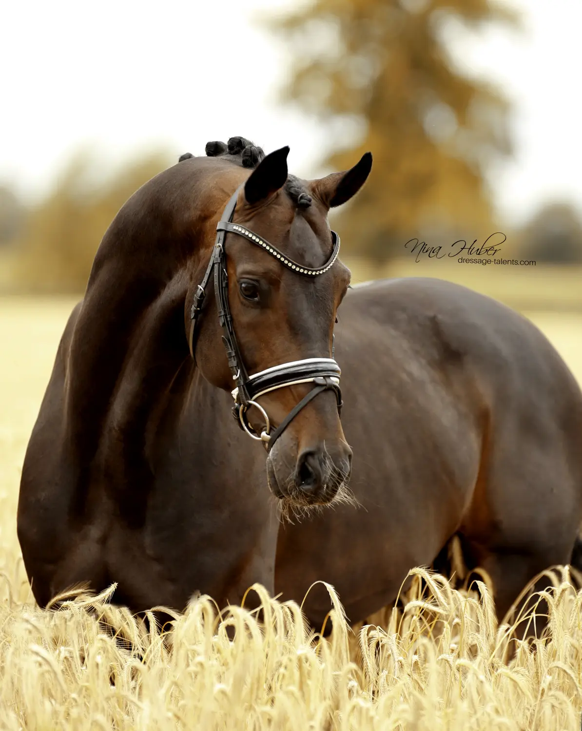 Dressage Talents - photography - horses