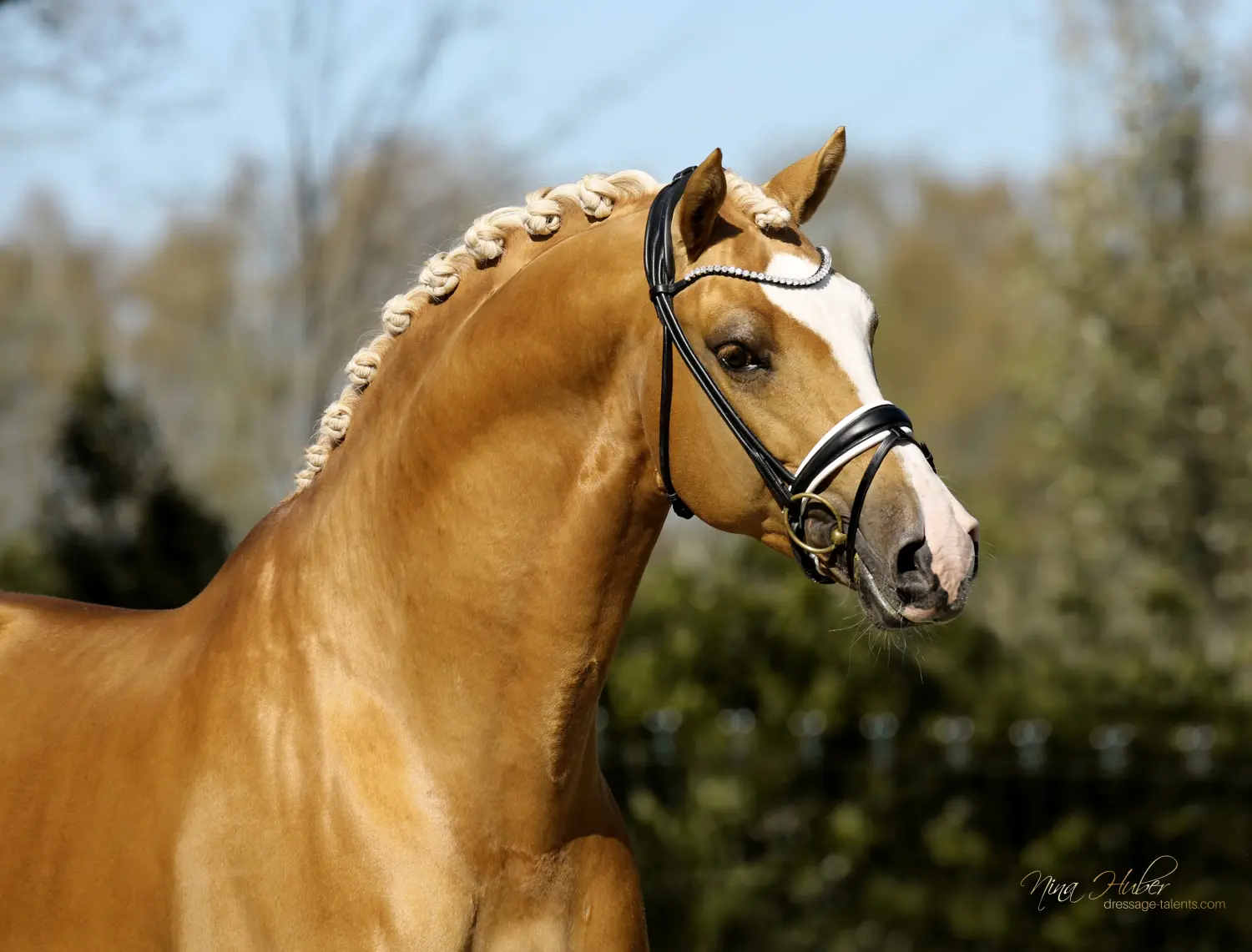 Dressage Talents - photography - horses