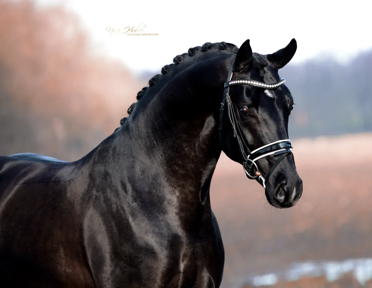 Dressage Talents - photography - horses