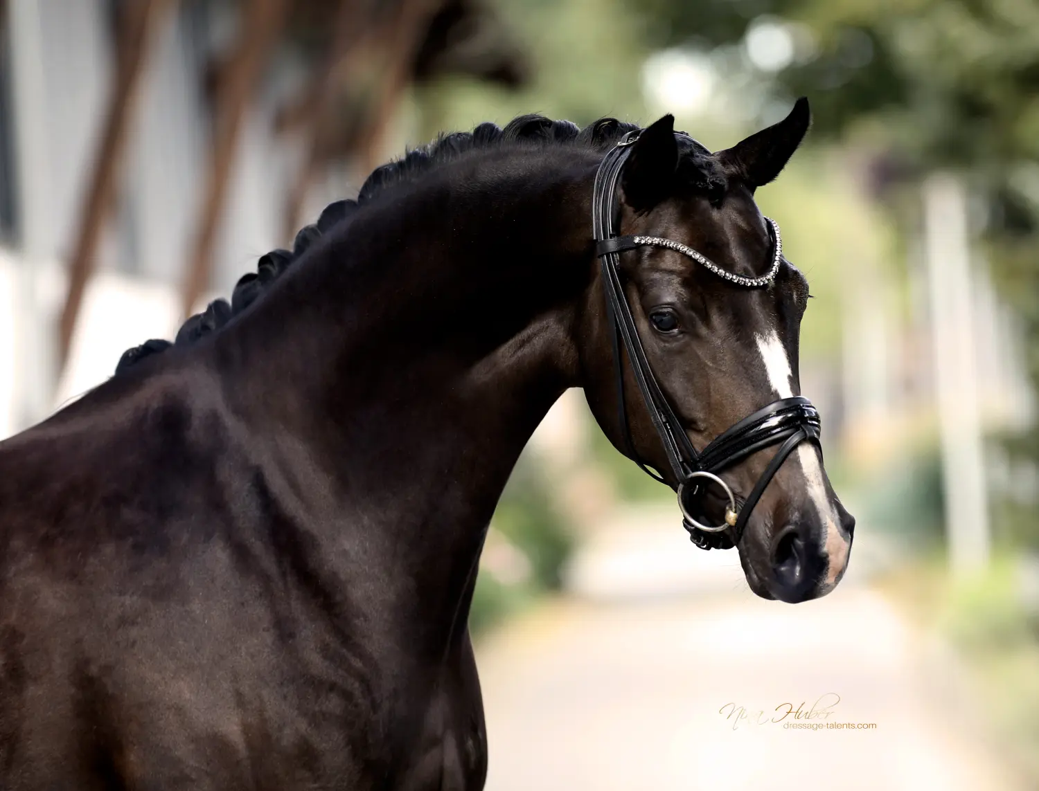 Dressage Talents - photography - horses