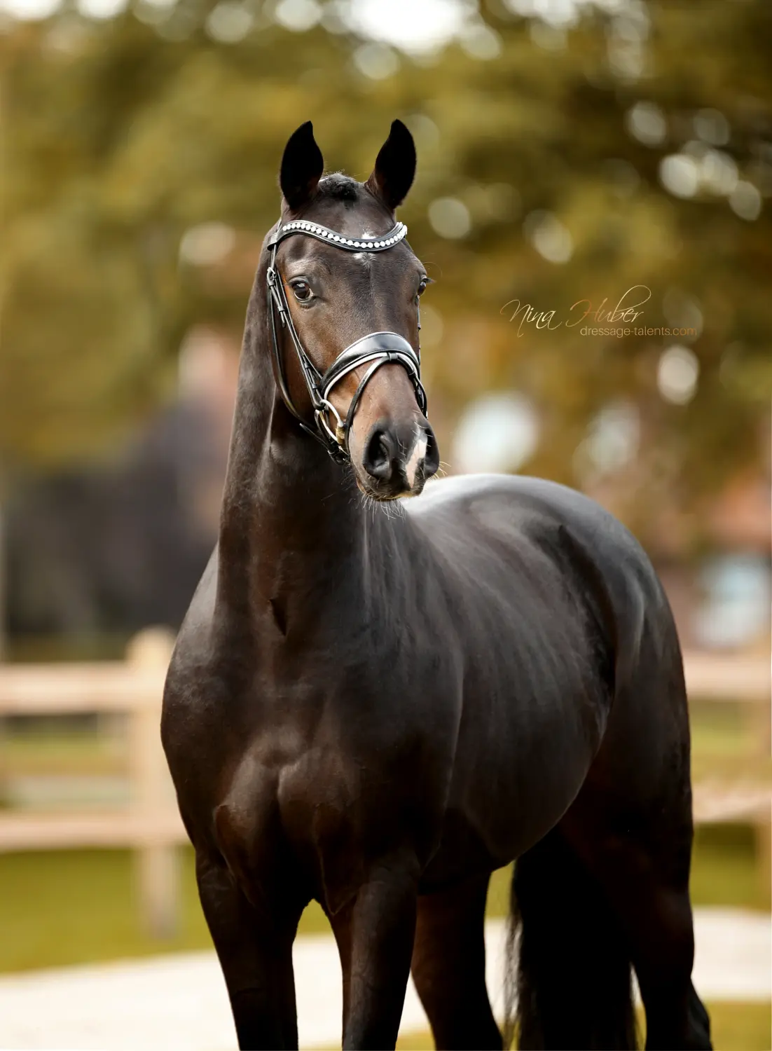 Dressage Talents - photography - horses