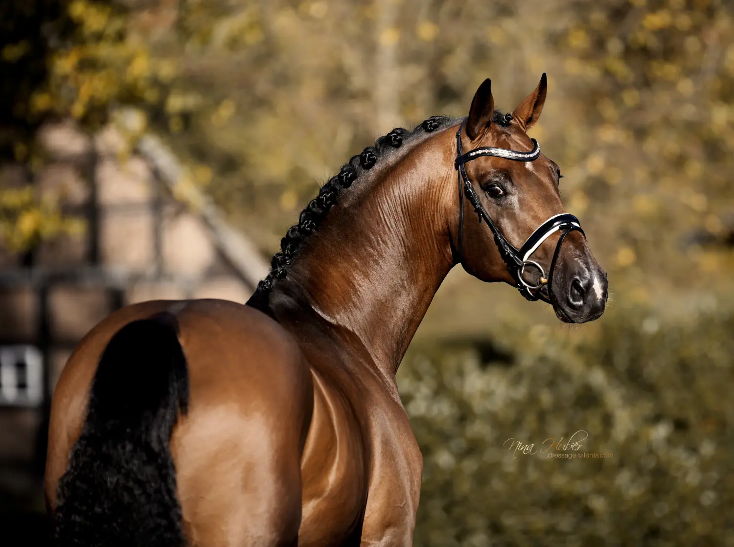 Dressage Talents - photography - horses