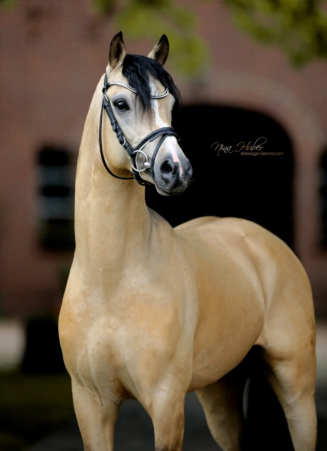 Dressage Talents - photography - horses