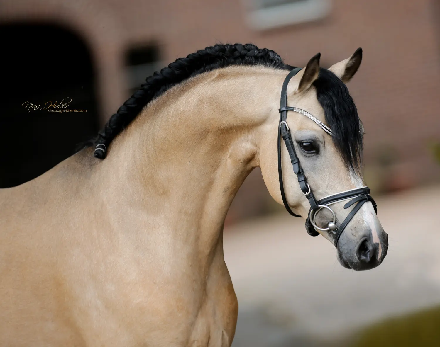 Dressage Talents - photography - horses