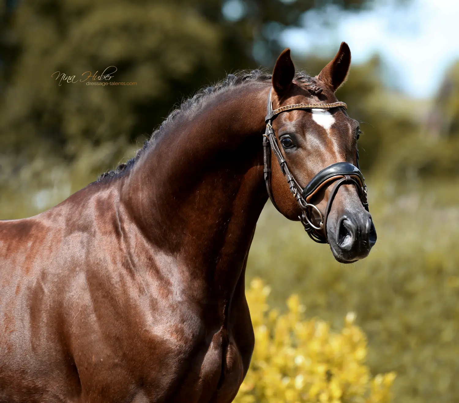 Dressage Talents - photography - horses