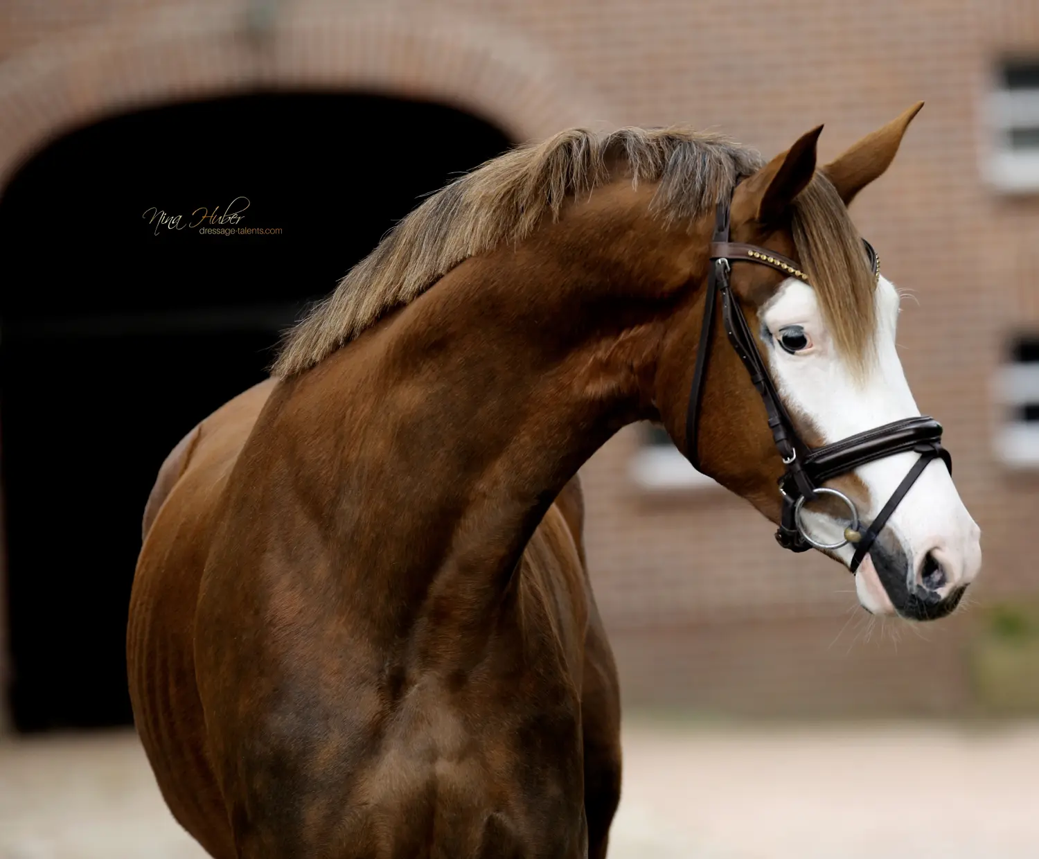 Dressage Talents - photography - horses
