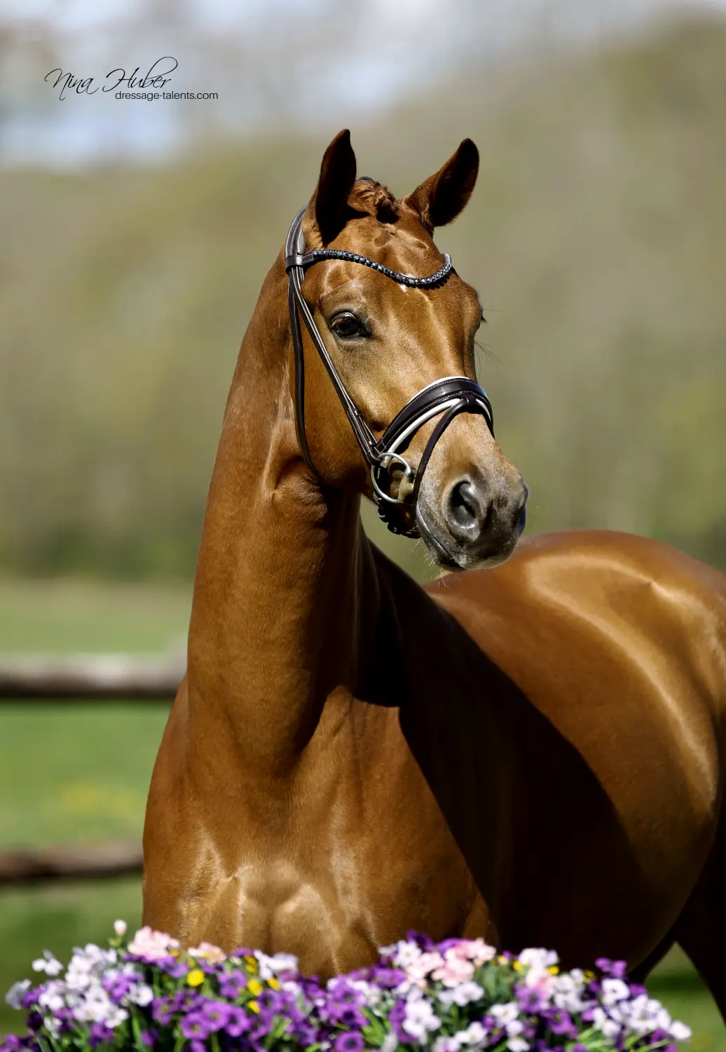 Dressage Talents - photography - horses