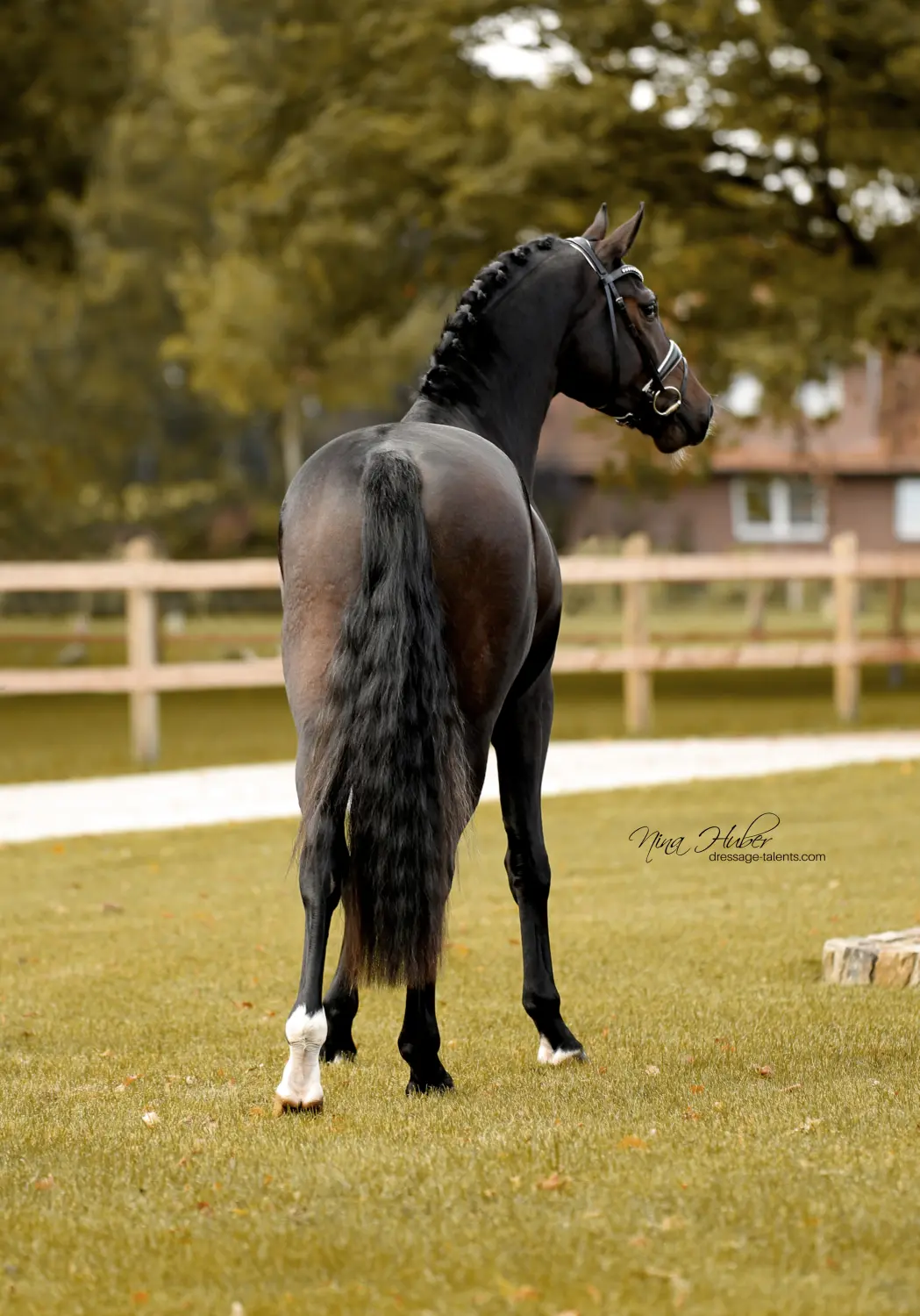 Dressage Talents - photography - horses