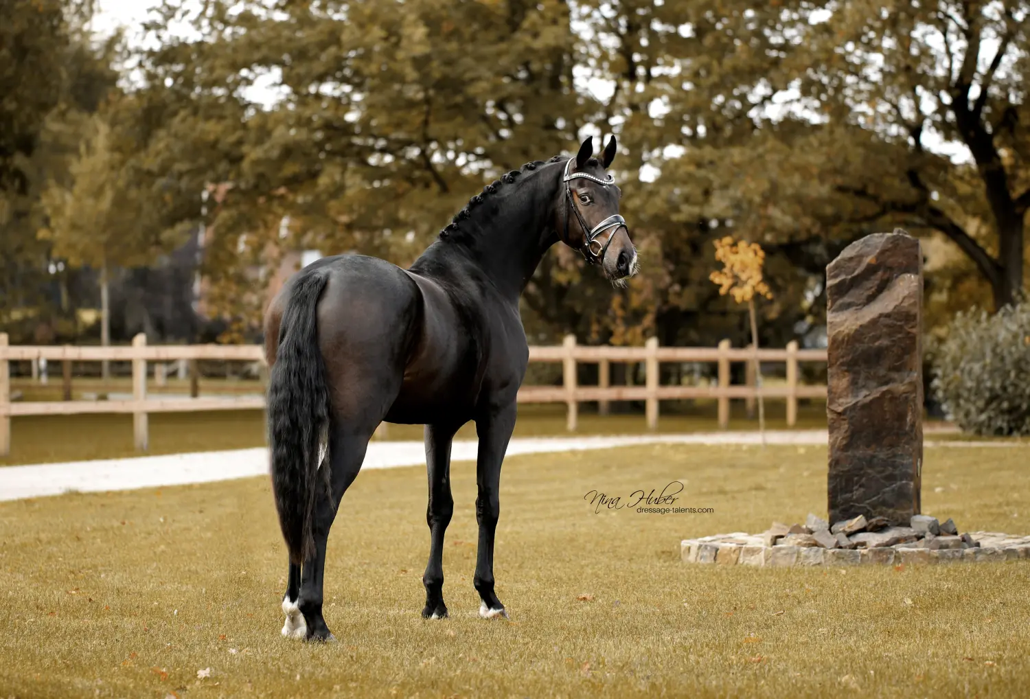 Dressage Talents - photography - horses