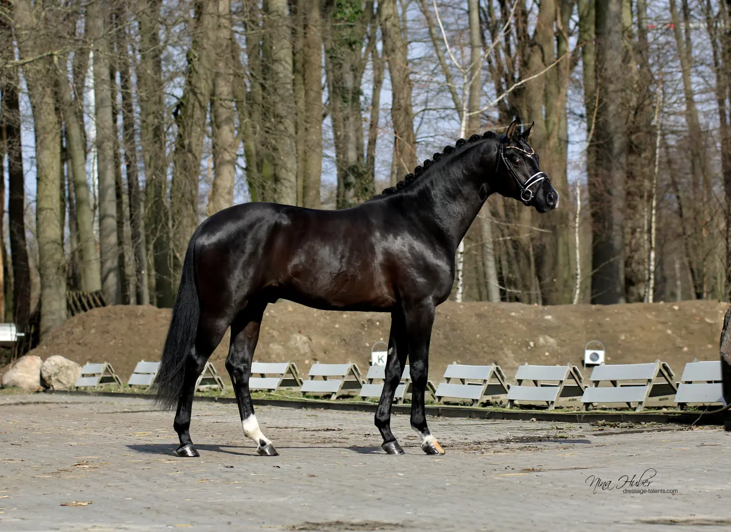 Dressage Talents - photography - horses